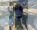 Small Photo #3 Mutt Puppy For Sale in Tarrytown, GA, USA