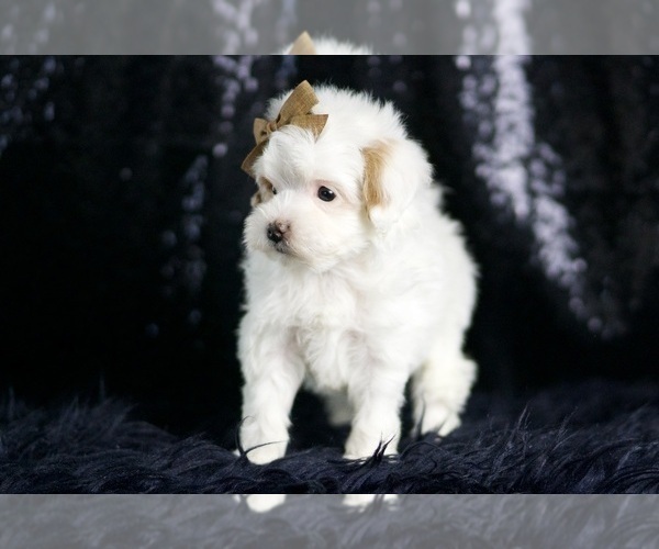 Medium Photo #5 Maltipoo (Miniature) Puppy For Sale in WARSAW, IN, USA