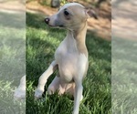Small Photo #38 Italian Greyhound Puppy For Sale in SAINT GEORGE, UT, USA