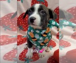 Small #1 Mutt