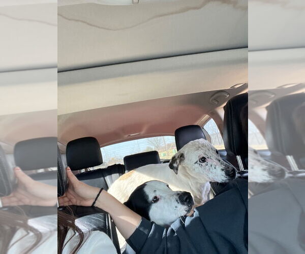 Medium Photo #2 Mutt Puppy For Sale in Claremore, OK, USA