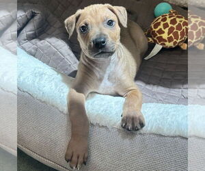 American Pit Bull Terrier-Beauceron Mix Dogs for adoption in Rohnert Park, CA, USA