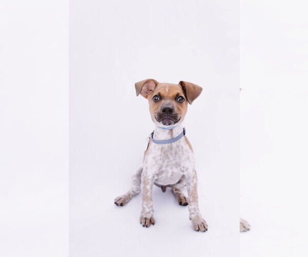 Medium Photo #12 Mutt Puppy For Sale in Princeton, MN, USA