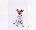 Small Photo #12 Mutt Puppy For Sale in Princeton, MN, USA