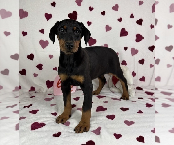 Medium Photo #5 Doberman Pinscher Puppy For Sale in GREENFIELD, IN, USA