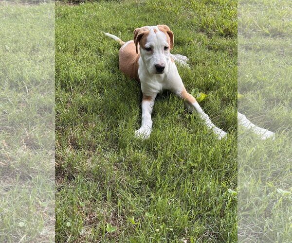 Medium Photo #4 Beagle-Unknown Mix Puppy For Sale in Ball Ground, GA, USA
