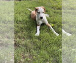 Small #3 Beagle Mix