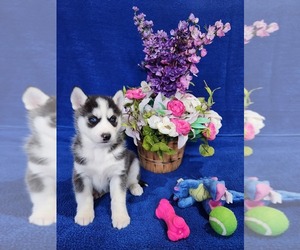 Siberian Husky Puppy for Sale in NEW HAVEN, Indiana USA
