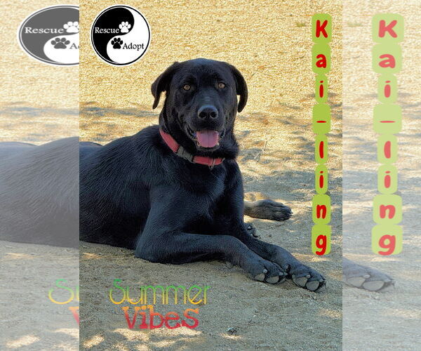 Medium Photo #1  Puppy For Sale in , 