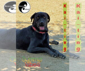 Labrottie Dogs for adoption in Riverside, CA, USA
