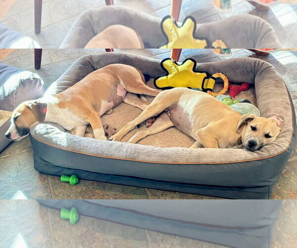 Medium Photo #11 Mutt Puppy For Sale in MECHANICSBURG, PA, USA