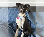 Small #10 Border Collie Mix