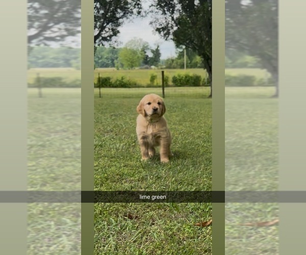 Medium Photo #1 Golden Retriever Puppy For Sale in FAYETTEVILLE, TN, USA