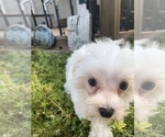 Small #6 Maltese