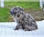 Small #3 Poodle (Toy)