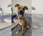 Small #1 Retriever  Mix