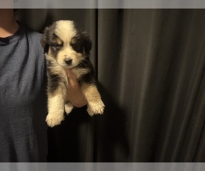 Medium Australian Shepherd