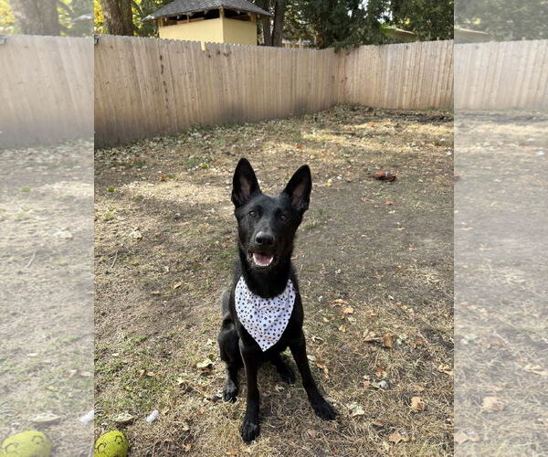 Medium Photo #7 German Shepherd Dog Puppy For Sale in Gretna, NE, USA