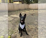 Small #6 German Shepherd Dog