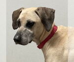 Small #9 Black Mouth Cur Mix