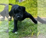 Small #1 Labrador Retriever
