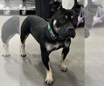 Small Mutt