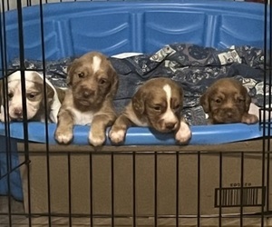 English Cocker Spaniel Puppy for sale in CARLINVILLE, IL, USA