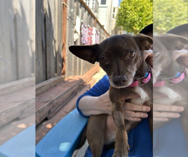 Medium Photo #13 Chihuahua-Unknown Mix Puppy For Sale in San Francisco, CA, USA