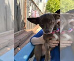 Small #12 Chihuahua Mix