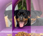 Small #2 Rottweiler