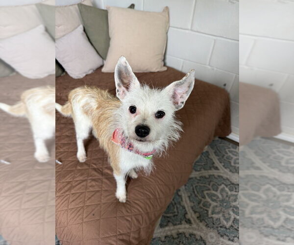 Medium Photo #3 Mutt Puppy For Sale in San Leon, TX, USA