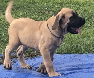 Mastiff Puppy for sale in CHAUVIN, LA, USA