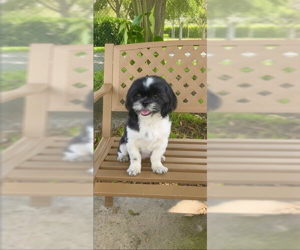Medium Photo #1 Shih Tzu Puppy For Sale in Weston, FL, USA