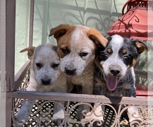 Australian Cattle Dog Puppy for sale in POST FALLS, ID, USA