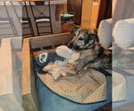 Small #3 German Shepherd Dog Mix