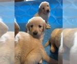Small Photo #10 Golden Retriever Puppy For Sale in LAKE GEORGE, NY, USA