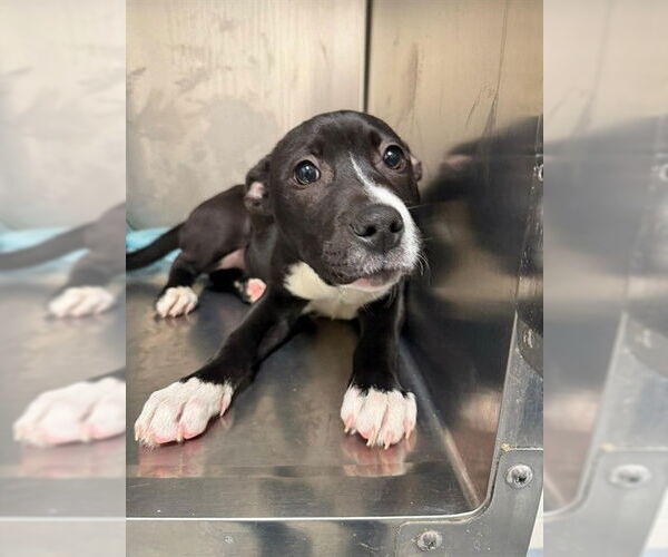 Medium Photo #2 Mutt Puppy For Sale in Fayetteville, NC, USA