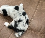 Small Photo #4 Miniature Australian Shepherd Puppy For Sale in NEW BRAUNFELS, TX, USA