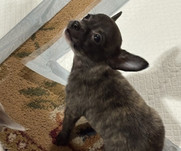 Medium Photo #3 Chihuahua Puppy For Sale in FAYETTEVILLE, NC, USA