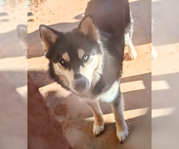 Medium Photo #3 Huskies -Unknown Mix Puppy For Sale in Pena Blanca, NM, USA