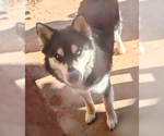 Small #2 Huskies  Mix