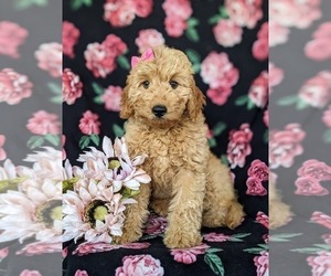 Goldendoodle (Miniature) Puppy for sale in CHRISTIANA, PA, USA