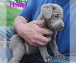 Small #1 Labrador Retriever