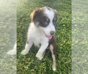 Miniature Australian Shepherd Puppy for sale in OLD HICKORY, TN, USA