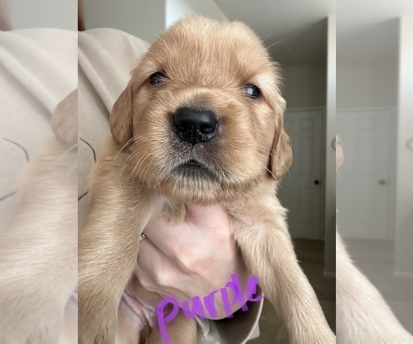 Medium Photo #1 Golden Retriever Puppy For Sale in MORENO VALLEY, CA, USA