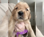 Small Photo #1 Golden Retriever Puppy For Sale in MORENO VALLEY, CA, USA