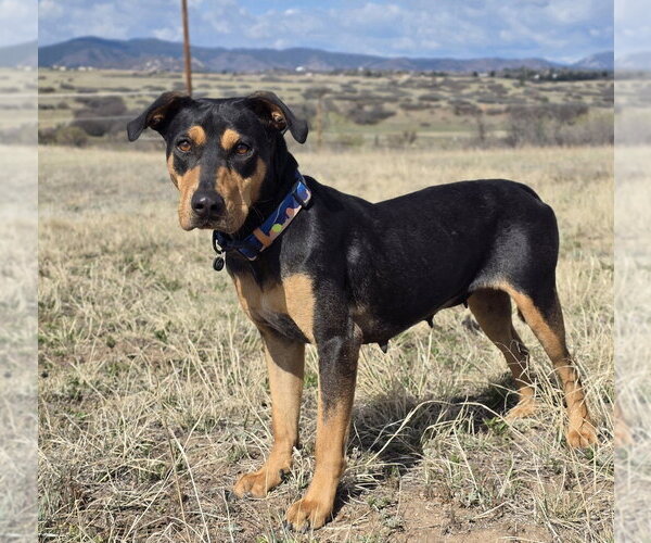 Medium Photo #3 Rotterman Puppy For Sale in Lakewood, CO, USA
