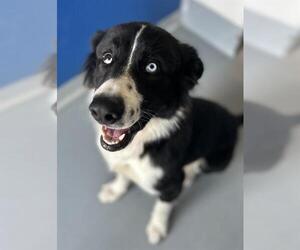 Border Collie-Great Pyrenees Mix Dogs for adoption in Visalia, CA, USA