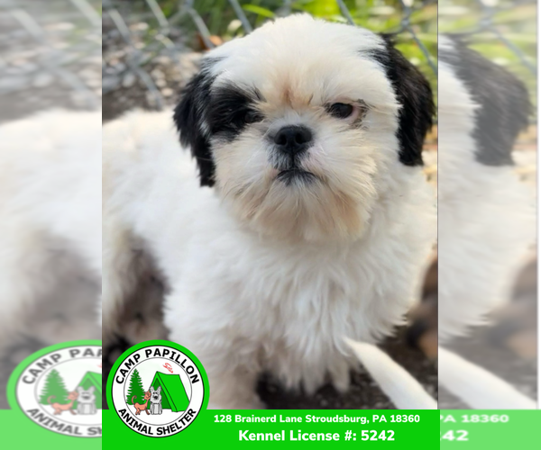 Medium Photo #2 Shih Tzu Puppy For Sale in Stroudsburg, PA, USA