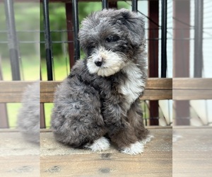 Bernedoodle (Miniature) Puppy for Sale in FLAT ROCK, North Carolina USA